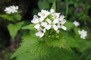 alliaria petiolata (1200 x 799)